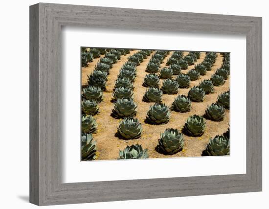 Rows of Artichoke Agave in a Formal Garden with Yellow Palo Verde Blossoms on the Ground-Timothy Hearsum-Framed Photographic Print