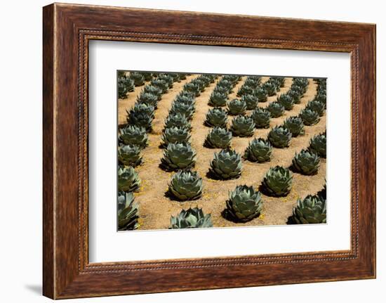 Rows of Artichoke Agave in a Formal Garden with Yellow Palo Verde Blossoms on the Ground-Timothy Hearsum-Framed Photographic Print