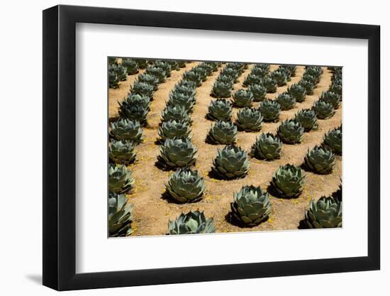 Rows of Artichoke Agave in a Formal Garden with Yellow Palo Verde Blossoms on the Ground-Timothy Hearsum-Framed Photographic Print