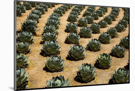 Rows of Artichoke Agave in a Formal Garden with Yellow Palo Verde Blossoms on the Ground-Timothy Hearsum-Mounted Photographic Print