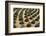 Rows of Artichoke Agave in a Formal Garden with Yellow Palo Verde Blossoms on the Ground-Timothy Hearsum-Framed Photographic Print