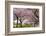 Rows of Cherry Blossom Trees in Bloom-jpldesigns-Framed Photographic Print