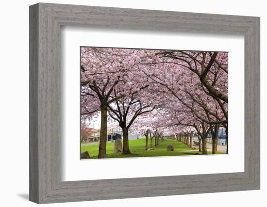 Rows of Cherry Blossom Trees in Bloom-jpldesigns-Framed Photographic Print