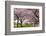 Rows of Cherry Blossom Trees in Bloom-jpldesigns-Framed Photographic Print