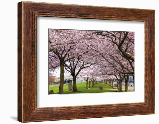 Rows of Cherry Blossom Trees in Bloom-jpldesigns-Framed Photographic Print