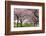 Rows of Cherry Blossom Trees in Bloom-jpldesigns-Framed Photographic Print
