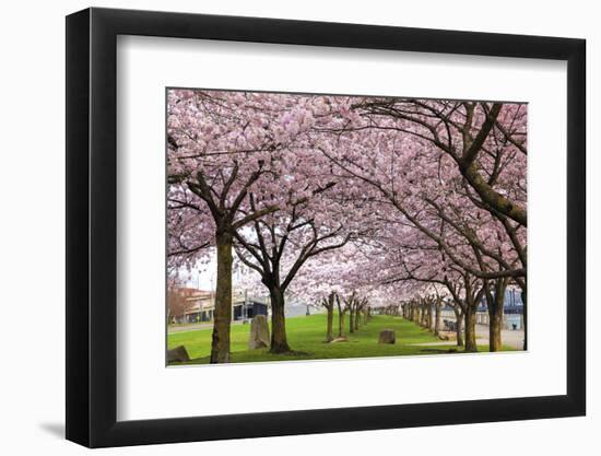 Rows of Cherry Blossom Trees in Bloom-jpldesigns-Framed Photographic Print