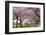 Rows of Cherry Blossom Trees in Bloom-jpldesigns-Framed Photographic Print