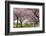 Rows of Cherry Blossom Trees in Bloom-jpldesigns-Framed Photographic Print