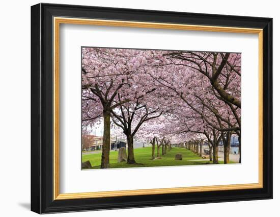 Rows of Cherry Blossom Trees in Bloom-jpldesigns-Framed Photographic Print