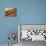 Rows of Chocolates in a French Cafe, France, Europe-Frank Fell-Photographic Print displayed on a wall