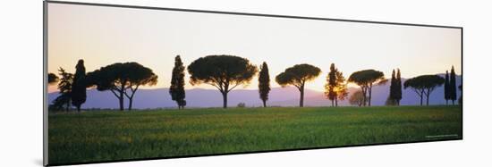 Rows of Cypress and Parasol Pine Trees, Sunrise, Grosseto Province, Tuscany, Italy-Bruno Morandi-Mounted Photographic Print