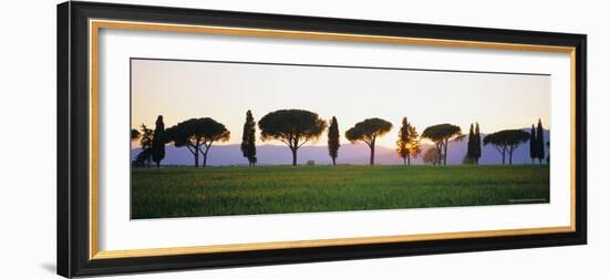 Rows of Cypress and Parasol Pine Trees, Sunrise, Grosseto Province, Tuscany, Italy-Bruno Morandi-Framed Photographic Print