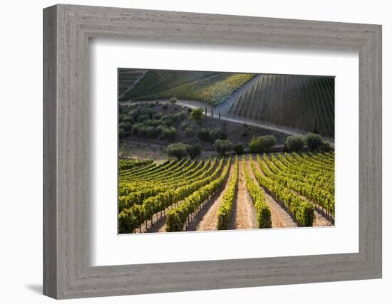 Rows of Grape Vines Ripening in the Sun at a Vineyard in the Alto Douro Region, Portugal, Europe-Alex Treadway-Framed Photographic Print