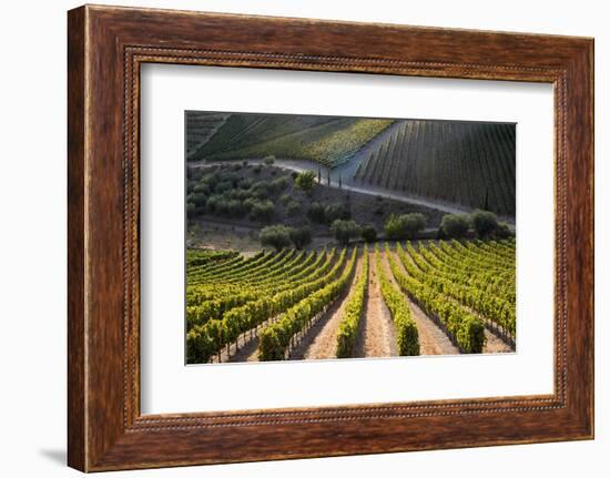 Rows of Grape Vines Ripening in the Sun at a Vineyard in the Alto Douro Region, Portugal, Europe-Alex Treadway-Framed Photographic Print