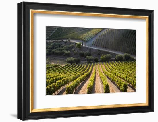 Rows of Grape Vines Ripening in the Sun at a Vineyard in the Alto Douro Region, Portugal, Europe-Alex Treadway-Framed Photographic Print