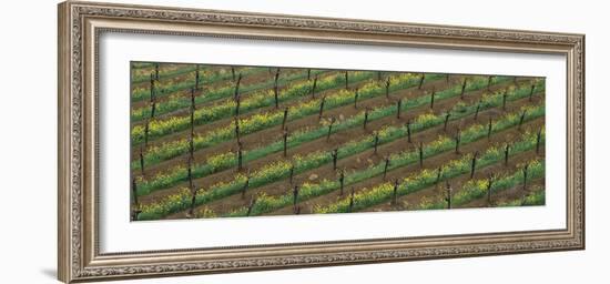 Rows of grape vines with mustard in bloom-null-Framed Photographic Print