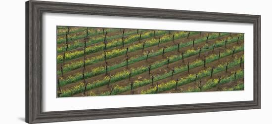 Rows of grape vines with mustard in bloom-null-Framed Photographic Print