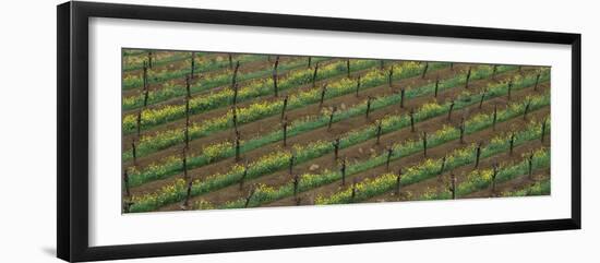 Rows of grape vines with mustard in bloom-null-Framed Photographic Print