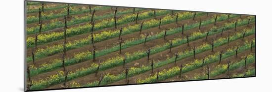 Rows of grape vines with mustard in bloom-null-Mounted Photographic Print