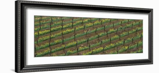 Rows of grape vines with mustard in bloom-null-Framed Photographic Print