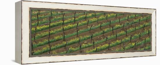 Rows of grape vines with mustard in bloom-null-Framed Premier Image Canvas