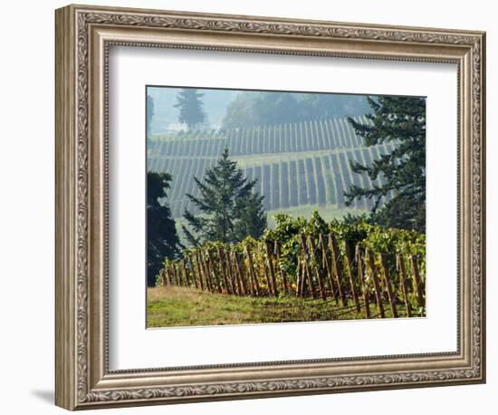 Rows of Grapevines Among Forest Trees of Domain Drouhin Vineyard in Red Hills, Dundee, Oregon, USA-Janis Miglavs-Framed Photographic Print