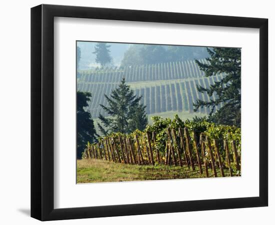 Rows of Grapevines Among Forest Trees of Domain Drouhin Vineyard in Red Hills, Dundee, Oregon, USA-Janis Miglavs-Framed Photographic Print