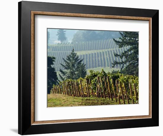 Rows of Grapevines Among Forest Trees of Domain Drouhin Vineyard in Red Hills, Dundee, Oregon, USA-Janis Miglavs-Framed Photographic Print