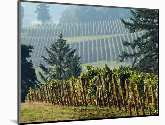 Rows of Grapevines Among Forest Trees of Domain Drouhin Vineyard in Red Hills, Dundee, Oregon, USA-Janis Miglavs-Mounted Photographic Print