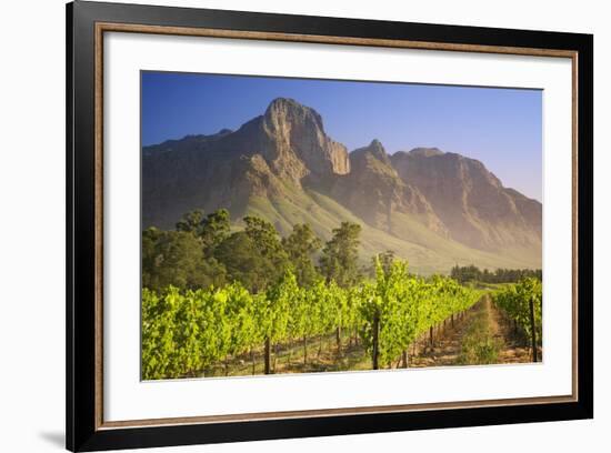 Rows of Grapevines at Vineyard-Jon Hicks-Framed Photographic Print