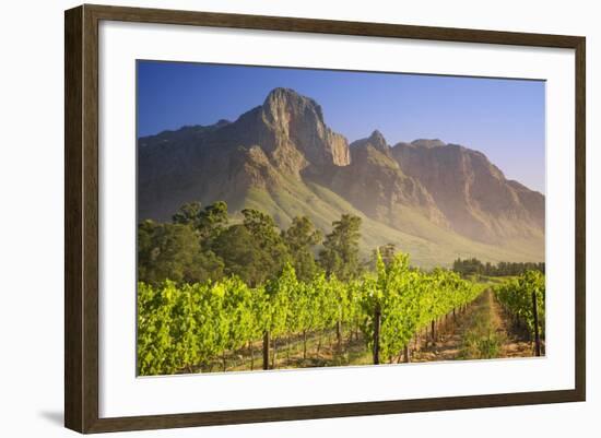 Rows of Grapevines at Vineyard-Jon Hicks-Framed Photographic Print