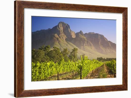 Rows of Grapevines at Vineyard-Jon Hicks-Framed Photographic Print