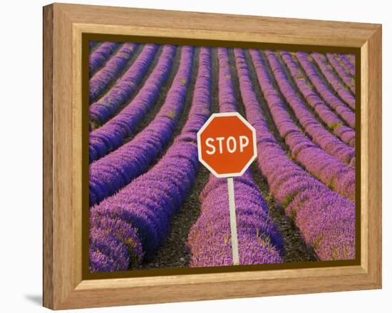 Rows of Lavender and Stop Sign, Provence, France-Jim Zuckerman-Framed Premier Image Canvas