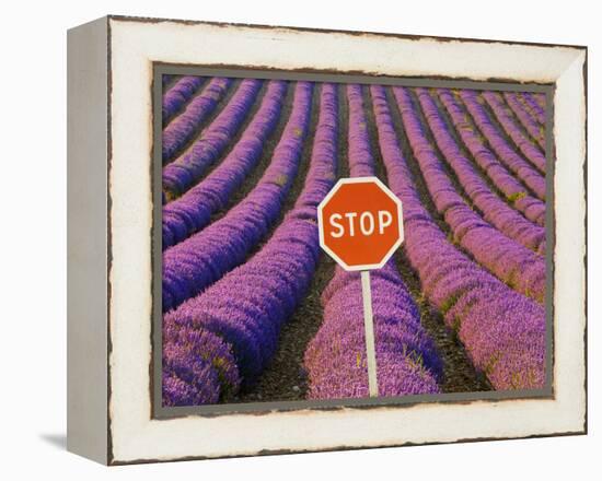 Rows of Lavender and Stop Sign, Provence, France-Jim Zuckerman-Framed Premier Image Canvas