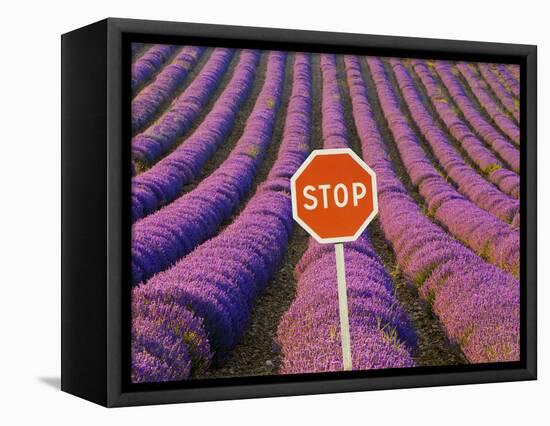 Rows of Lavender and Stop Sign, Provence, France-Jim Zuckerman-Framed Premier Image Canvas