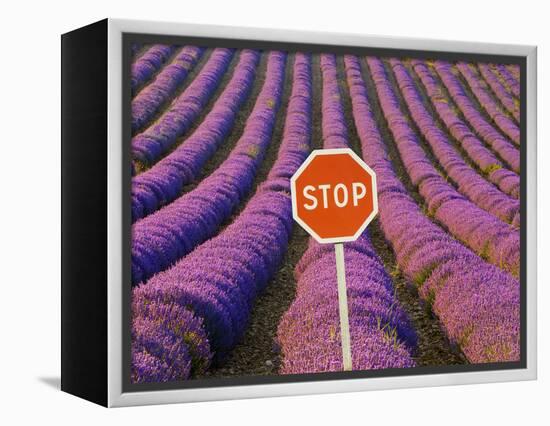 Rows of Lavender and Stop Sign, Provence, France-Jim Zuckerman-Framed Premier Image Canvas