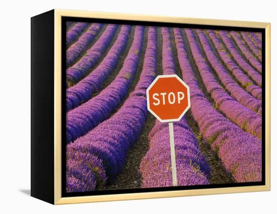 Rows of Lavender and Stop Sign, Provence, France-Jim Zuckerman-Framed Premier Image Canvas