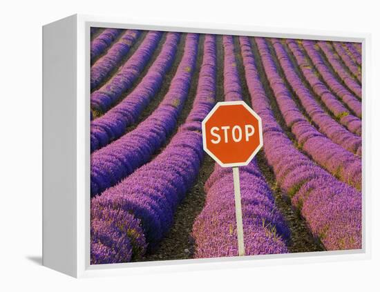 Rows of Lavender and Stop Sign, Provence, France-Jim Zuckerman-Framed Premier Image Canvas