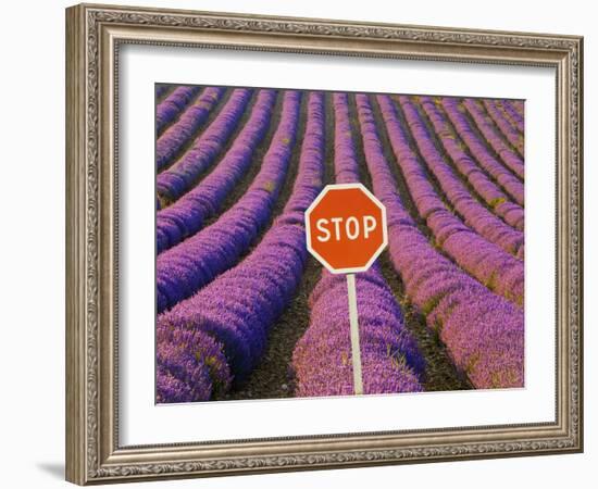 Rows of Lavender and Stop Sign, Provence, France-Jim Zuckerman-Framed Photographic Print