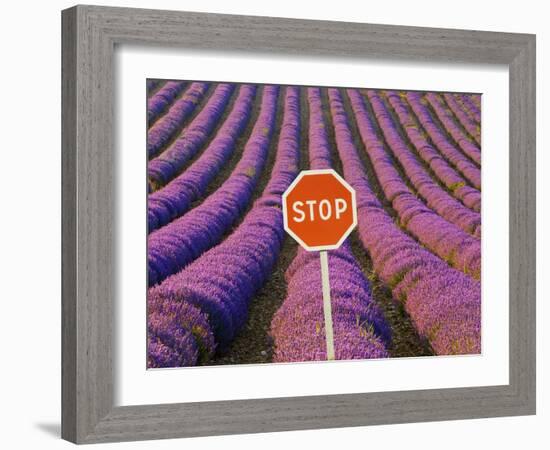 Rows of Lavender and Stop Sign, Provence, France-Jim Zuckerman-Framed Photographic Print