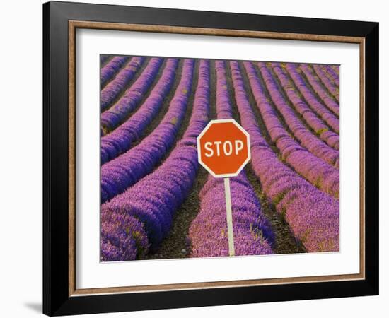 Rows of Lavender and Stop Sign, Provence, France-Jim Zuckerman-Framed Photographic Print