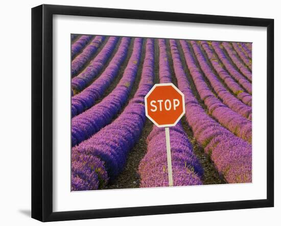 Rows of Lavender and Stop Sign, Provence, France-Jim Zuckerman-Framed Photographic Print