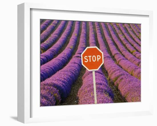 Rows of Lavender and Stop Sign, Provence, France-Jim Zuckerman-Framed Photographic Print