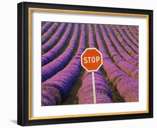 Rows of Lavender and Stop Sign, Provence, France-Jim Zuckerman-Framed Photographic Print