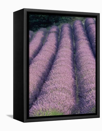 Rows of Lavender in Bloom-Owen Franken-Framed Premier Image Canvas