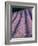 Rows of Lavender in Bloom-Owen Franken-Framed Photographic Print