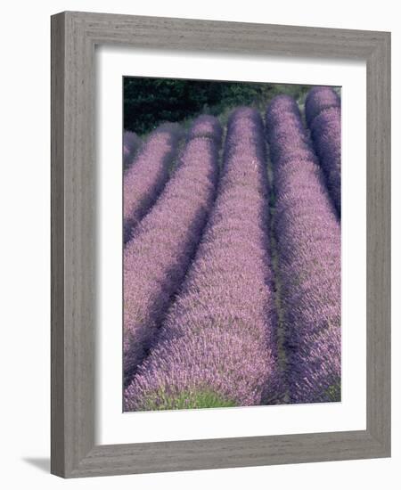 Rows of Lavender in Bloom-Owen Franken-Framed Photographic Print