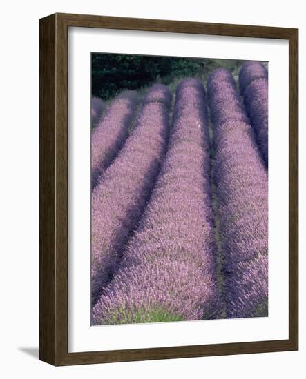 Rows of Lavender in Bloom-Owen Franken-Framed Photographic Print