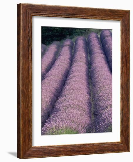 Rows of Lavender in Bloom-Owen Franken-Framed Photographic Print